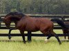 stallion Calimero (Dutch Warmblood, 1984, from Legaat)