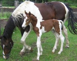 broodmare Lakotah (KWPN (Royal Dutch Sporthorse), 1993, from Calimero)