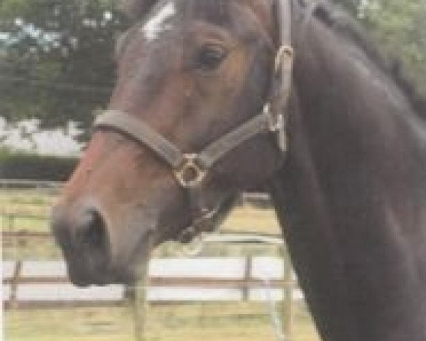 horse Jacko's Jitterbug (British Sport Horse, 2007, from Bullands Sandoval)