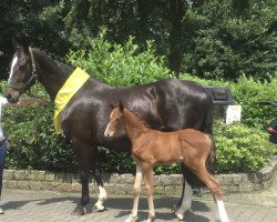 broodmare Celia Märchen (Hanoverian, 2003, from Conteur)