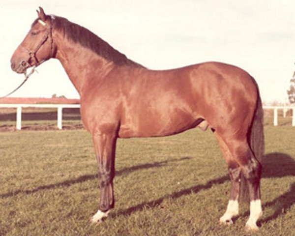 stallion Metellus (Holsteiner, 1968, from Marinus)