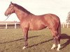 stallion Metellus (Holsteiner, 1968, from Marinus)