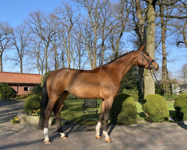 dressage horse Baronesse (Hanoverian, 2018, from Callaho's Benicio)