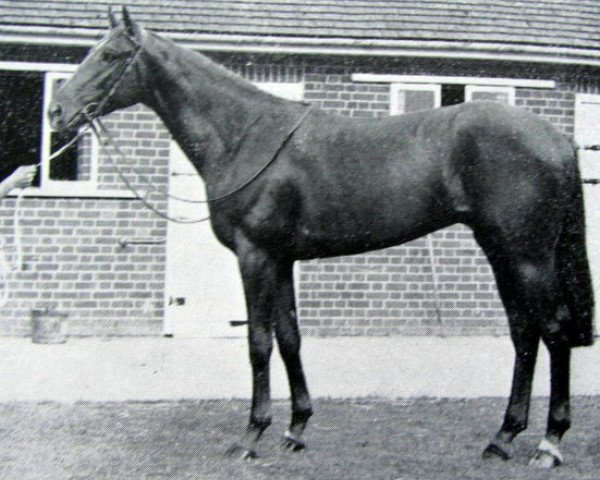 stallion Prefairy xx (Thoroughbred, 1954, from Precipitation xx)