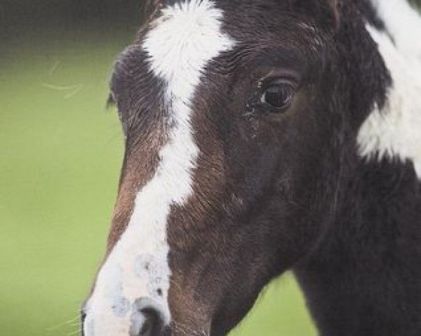 horse Samba's Papillon (British Sport Horse, 2010, from Bullands Sandoval)