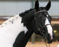 stallion Bullands Sandoval (Belgian Warmblood, 1995, from Darco)