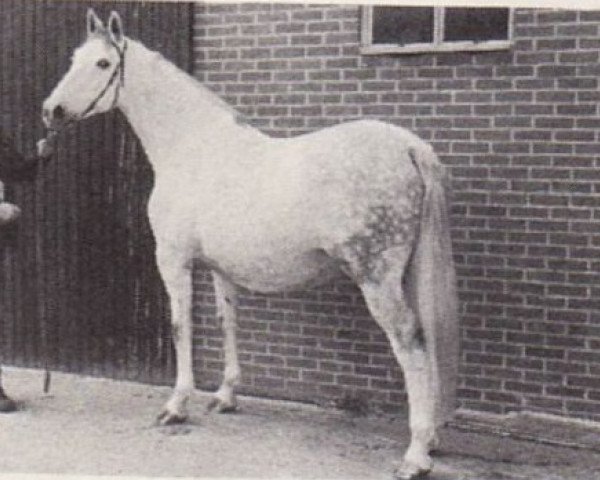 broodmare Mireille-Sijgje (KWPN (Royal Dutch Sporthorse), 1971, from Wagner)