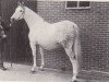 Zuchtstute Mireille-Sijgje (Koninklijk Warmbloed Paardenstamboek Nederland (KWPN), 1971, von Wagner)