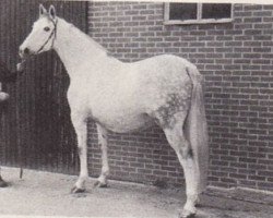 Zuchtstute Mireille-Sijgje (KWPN (Niederländisches Warmblut), 1971, von Wagner)