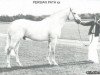 stallion Persian Path S xx (Thoroughbred, 1966, from Sovereign Path xx)