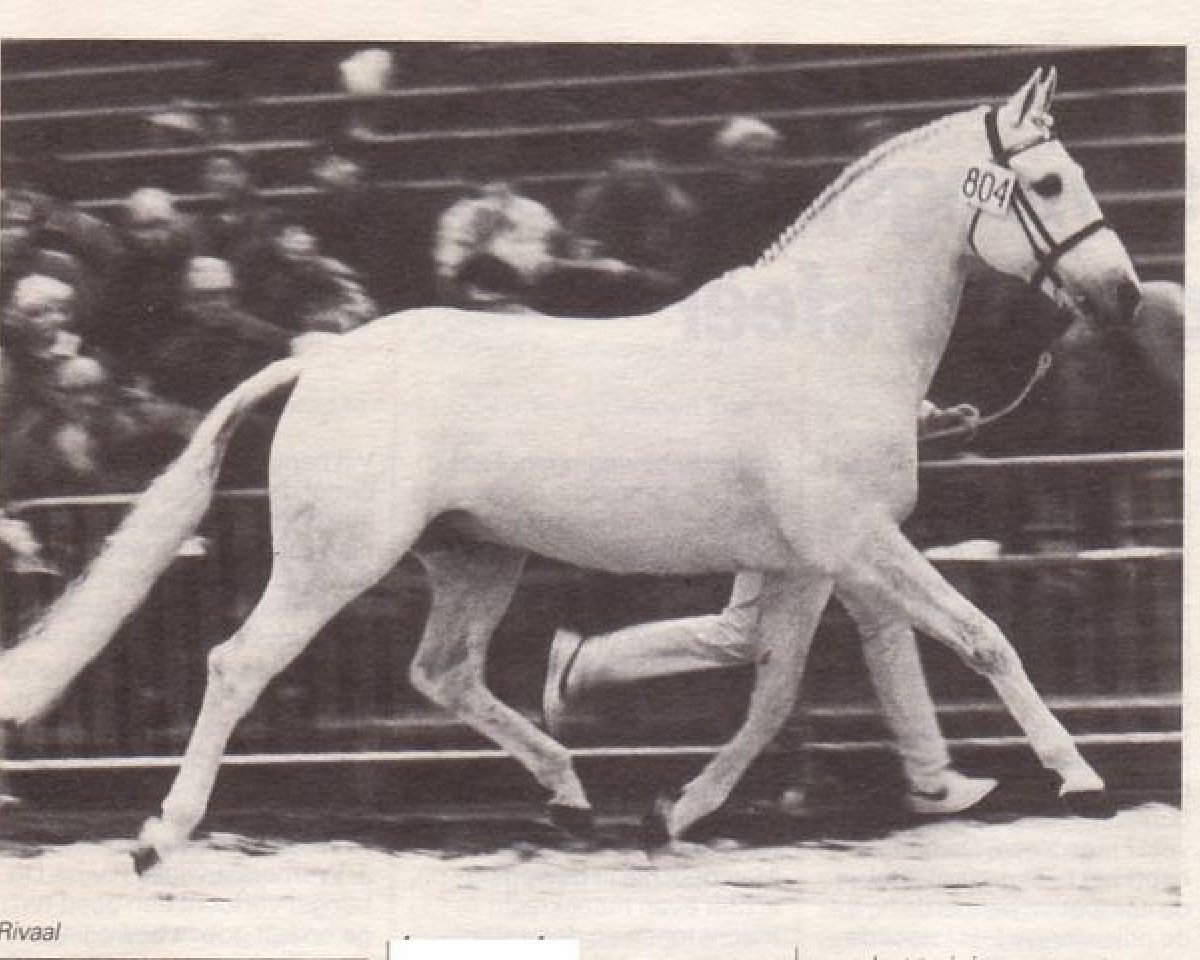 Deckhengst Rivaal (KWPN (Niederländisches Warmblut), 1975, von Persian Path S xx)