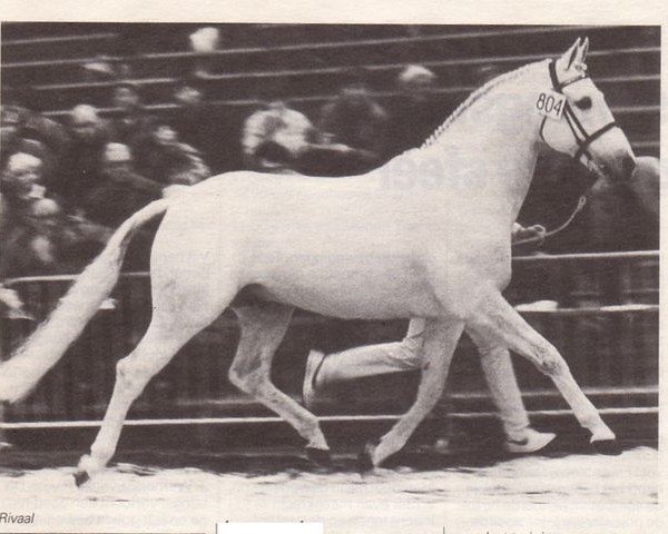stallion Rivaal (Royal Warmblood Studbook of the Netherlands (KWPN), 1975, from Persian Path S xx)