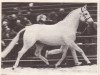 Deckhengst Rivaal (Koninklijk Warmbloed Paardenstamboek Nederland (KWPN), 1975, von Persian Path S xx)