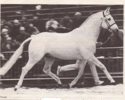 Deckhengst Rivaal (KWPN (Niederländisches Warmblut), 1975, von Persian Path S xx)