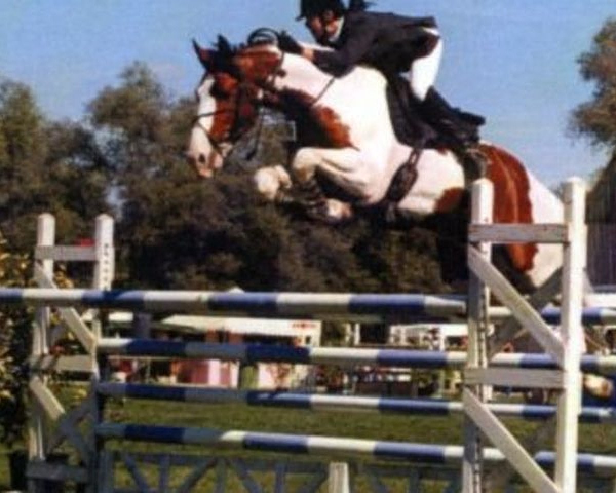 dressage horse Limbo (KWPN (Royal Dutch Sporthorse), 1993, from Concorde)