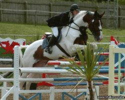 jumper Victor van Erpekom (Belgian Warmblood, 1998, from Limbo)