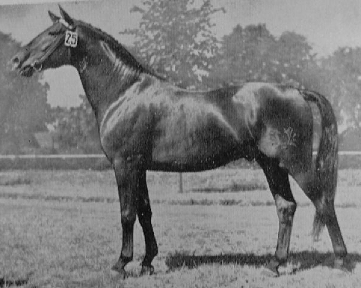 stallion Herbstwind (Trakehner, 1949, from Perserfürst)