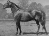stallion Herbstwind (Trakehner, 1949, from Perserfürst)