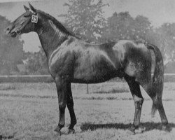 stallion Herbstwind (Trakehner, 1949, from Perserfürst)