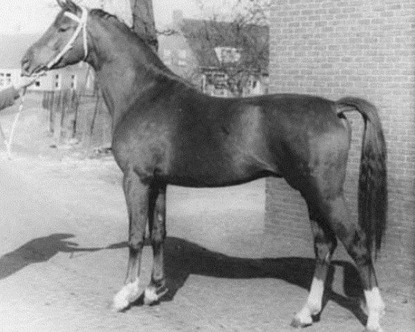 stallion Trait d'Union (Trakehner, 1961, from Carajan)