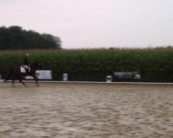 dressage horse Saint Leonard (Westphalian, 2007, from St. Moritz)