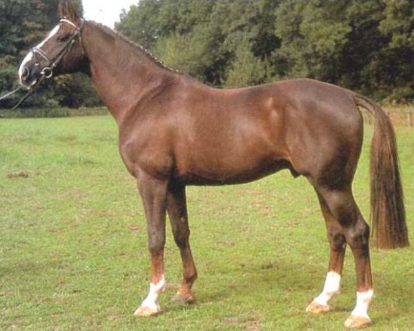 stallion Gloucester (Hanoverian, 1983, from Garibaldi II)