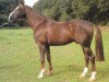 stallion Gloucester (Hanoverian, 1983, from Garibaldi II)