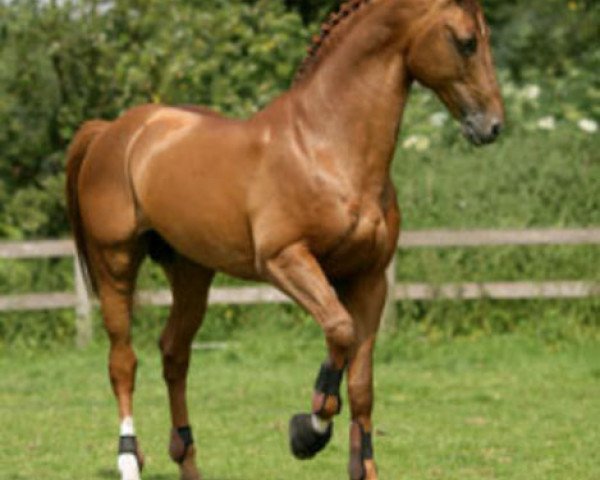 Deckhengst Nassau (KWPN (Niederländisches Warmblut), 1995, von Indoctro)