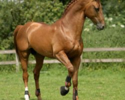 stallion Nassau (KWPN (Royal Dutch Sporthorse), 1995, from Indoctro)