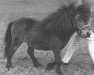 stallion Schore of Kellas (Shetland pony (under 87 cm), 1969, from Kirkbride Gander)