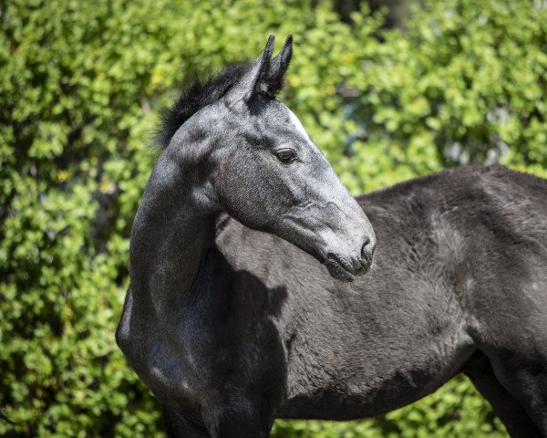 Springpferd Cortzau (Holsteiner, 2022, von Cancara)