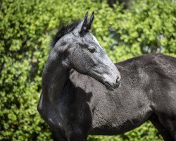 horse Cortzau (Holsteiner, 2022, from Cancara)