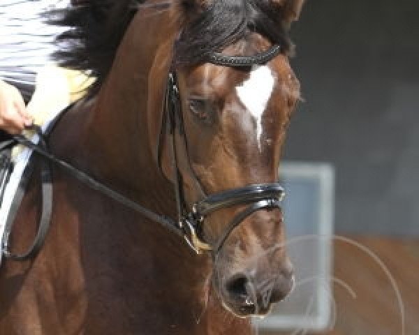 dressage horse Eddington 2 (Westphalian, 2007, from Ehrenpreis)