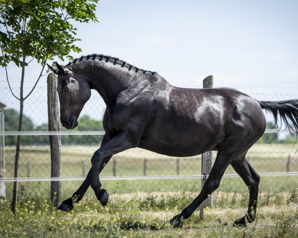 broodmare F-Compact K.V. (Holsteiner, 2013, from Centurion 13)