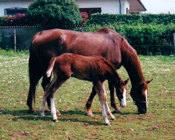 Zuchtstute Fennecy Chetardie (Selle Français, 1993, von Prince Ig'Or AA)