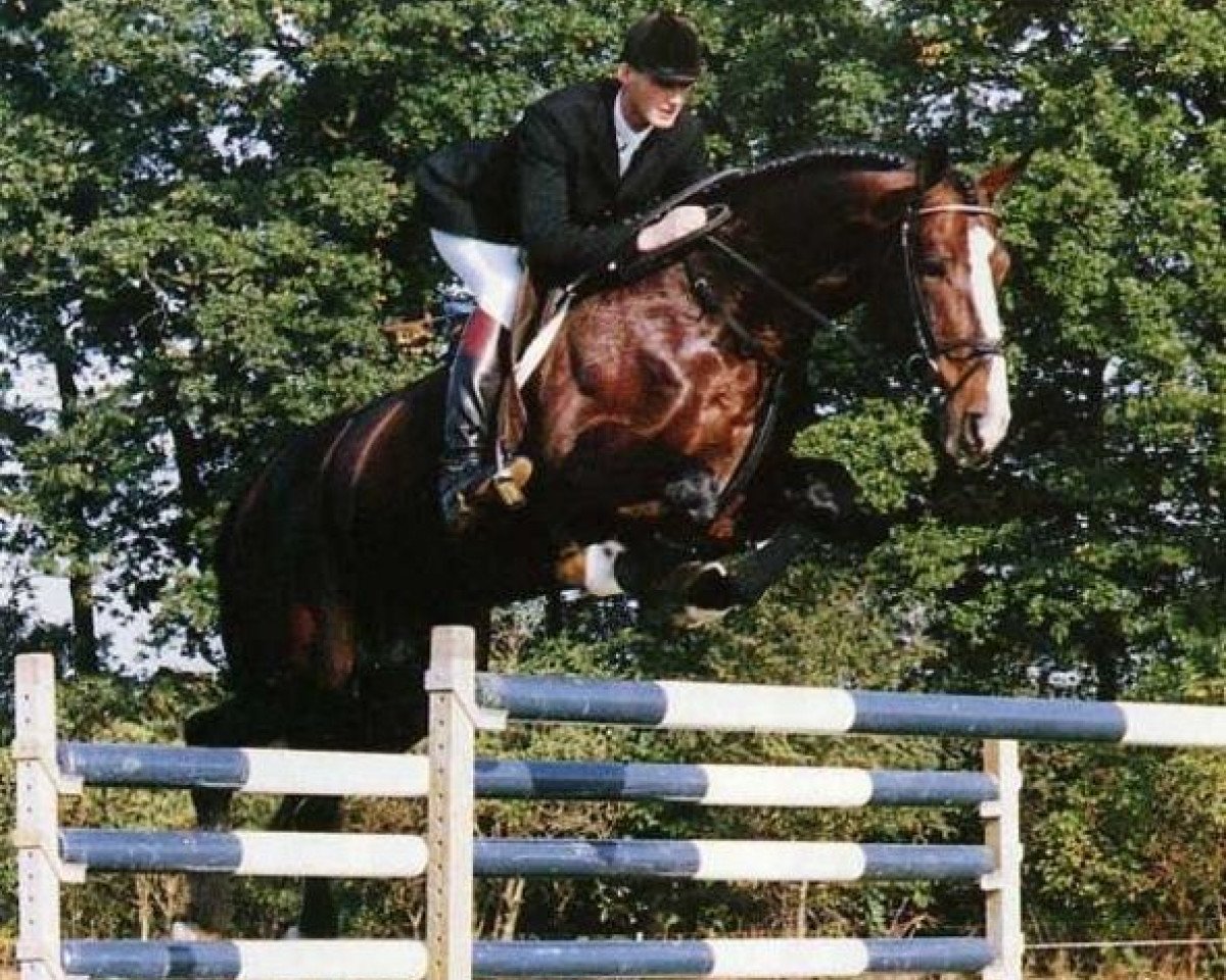 Deckhengst Boreas (KWPN (Niederländisches Warmblut), 1983, von Jasper)