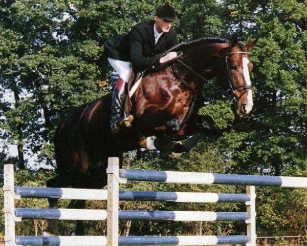 stallion Boreas (Dutch Warmblood, 1983, from Jasper)