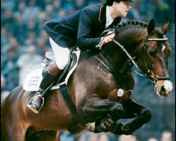 Pferd Gentleman (Koninklijk Warmbloed Paardenstamboek Nederland (KWPN), 1988, von Boreas)