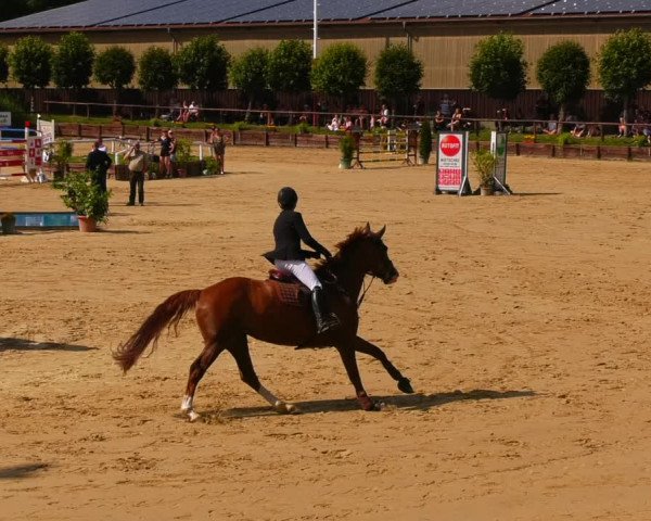 Reitturnier Schönfeld 2022