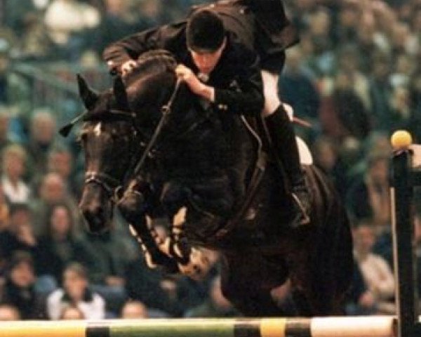 stallion Laroche (Royal Warmblood Studbook of the Netherlands (KWPN), 1993, from Concorde)