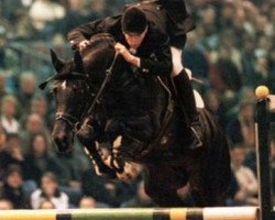 Deckhengst Laroche (KWPN (Niederländisches Warmblut), 1993, von Concorde)