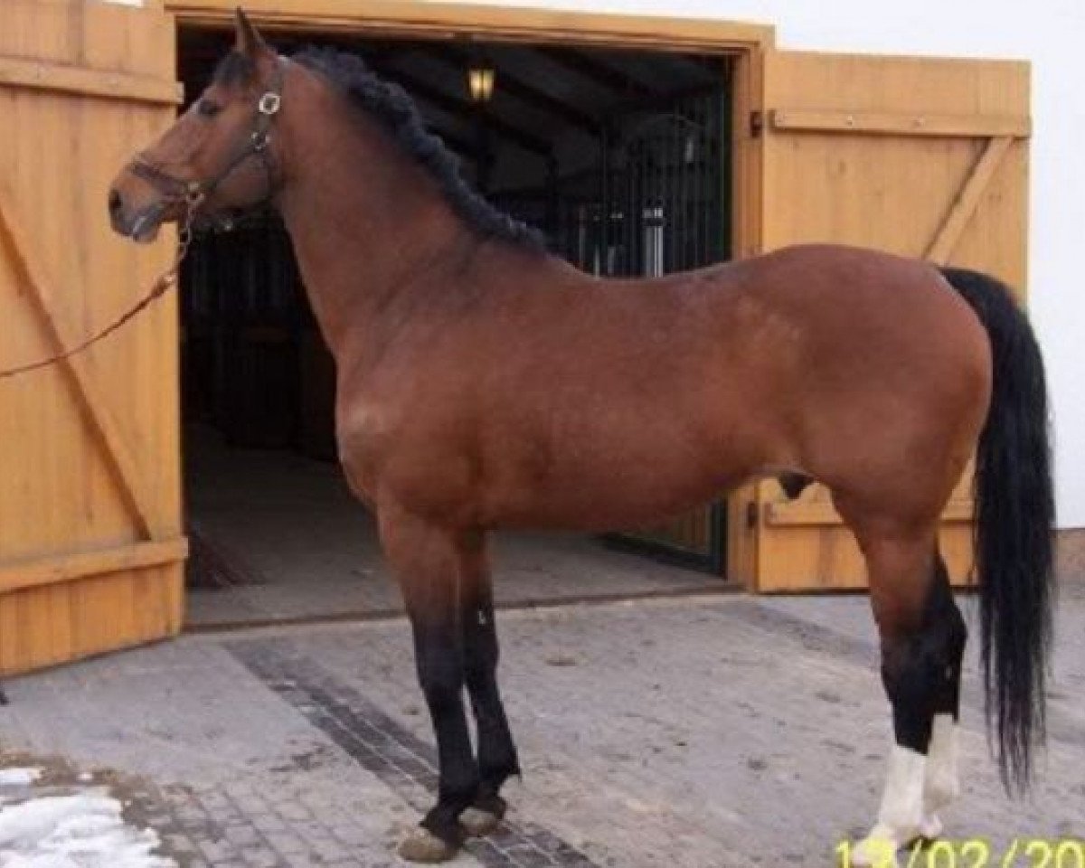 stallion Mywill (KWPN (Royal Dutch Sporthorse), 1994, from Goodwill)