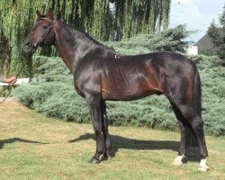 stallion Hurricane (Gelderland, 1966, from Abgar xx)