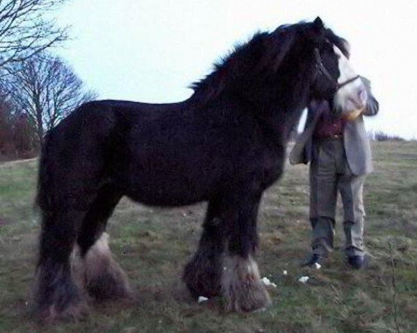 stallion The Lob Eared Horse (Tinker / Irish Cob / Gypsy Vanner,  , from HC White Horse)