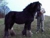 stallion The Lob Eared Horse (Tinker / Irish Cob / Gypsy Vanner,  , from HC White Horse)