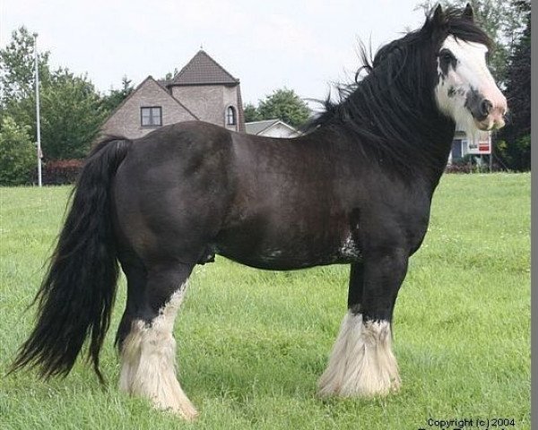 stallion Bob the Blagdon (Tinker / Irish Cob / Gypsy Vanner,  , from The Lob Eared Horse)