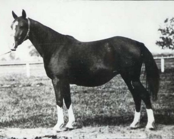 broodmare Gazella II 1914 ox (Arabian thoroughbred, 1914, from Kohejlan 1904 DB)