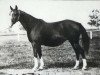 broodmare Gazella II 1914 ox (Arabian thoroughbred, 1914, from Kohejlan 1904 DB)