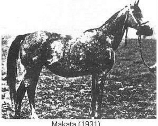 Zuchtstute Makata ox (Vollblutaraber, 1931, von Fetysz 1924 ox)