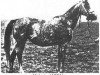 Zuchtstute Makata ox (Vollblutaraber, 1931, von Fetysz 1924 ox)